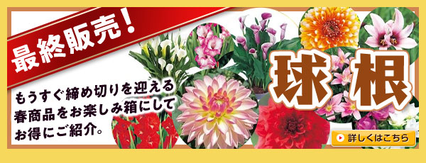最終販売！【球根】