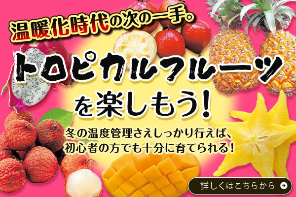 トロピカルフルーツを作ろう