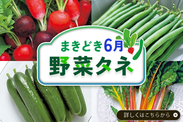 まきどき6月【野菜タネ】