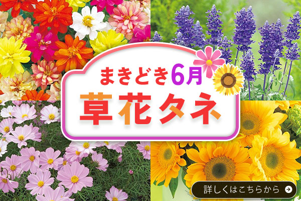 まきどき6月【草花タネ】