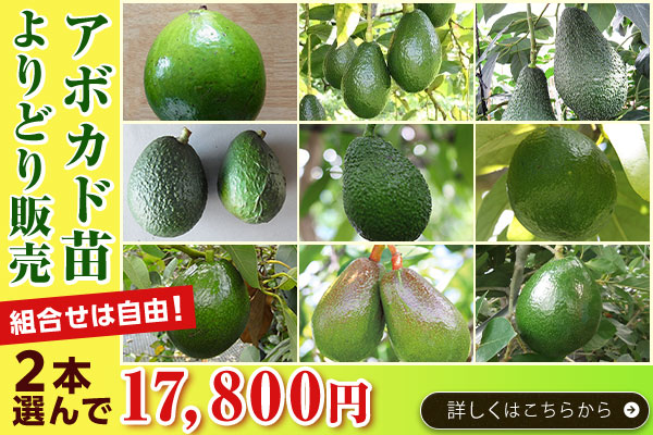 アボカドよりどり販売