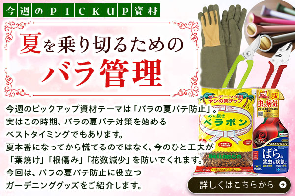 今週のpickup夏を乗り切るためのバラ管理