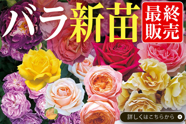 バラ新苗最終販売