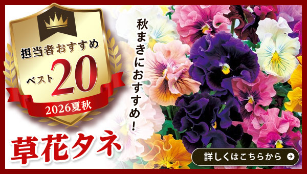 担当者おすすめベスト20【草花タネ】