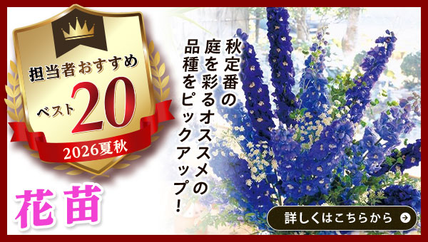 担当者おすすめベスト20【花苗】