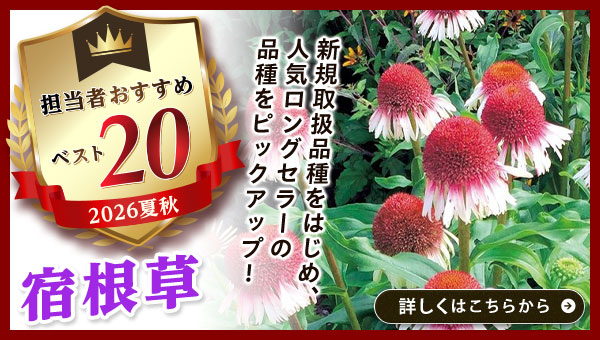 担当者おすすめベスト20【宿根草】