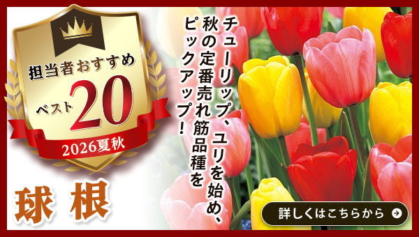 担当者おすすめベスト20【球根】