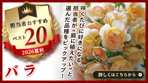 担当者おすすめベスト20【バラ】
