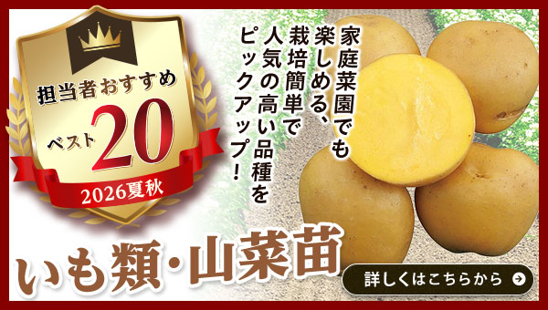 担当者おすすめベスト20【いも類・山菜苗】