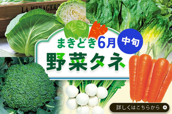 野菜タネまきどき(6月中旬)