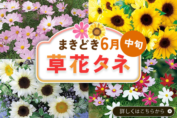 草花タネまきどき(6月)