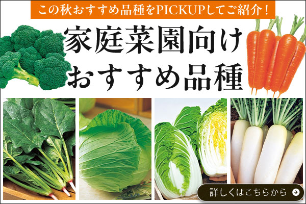 定番野菜タネ