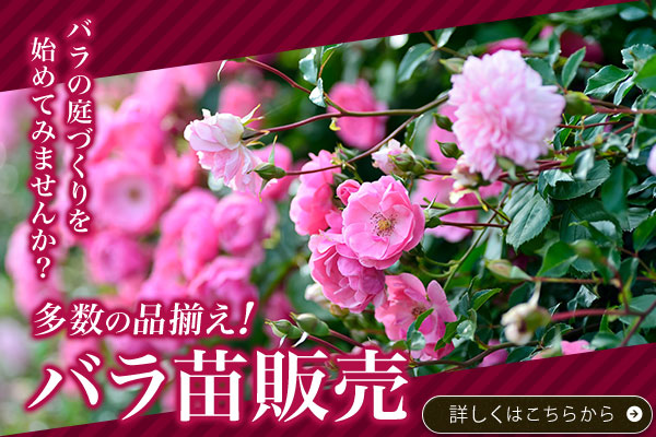 多数の品揃え!バラ苗販売