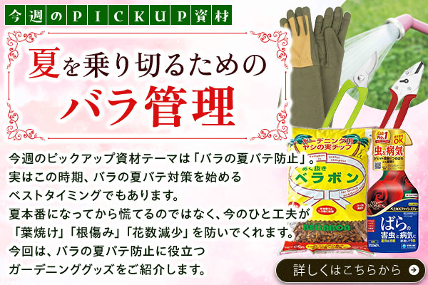 夏を乗り切るためのバラ管理