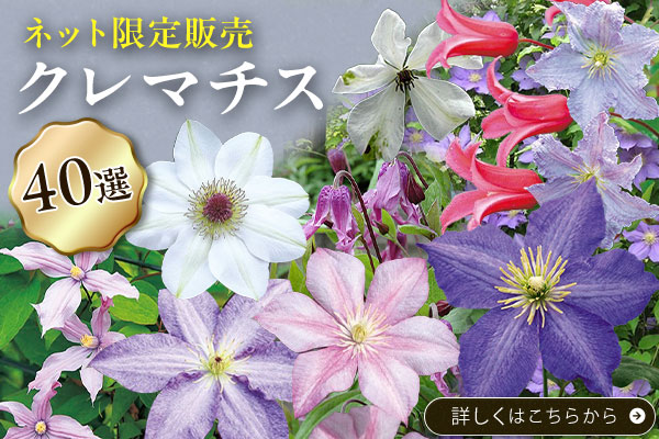 ネット限定販売クレマチス40選