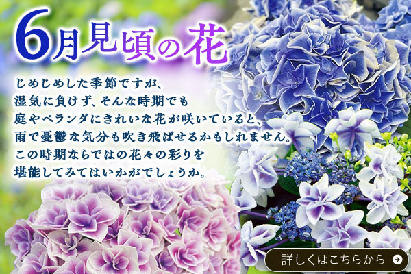 6月見頃の花