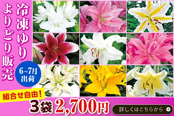 冷凍ゆり6～7月出荷よりどり販売