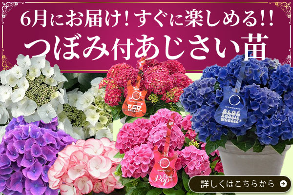 つぼみ付あじさい苗