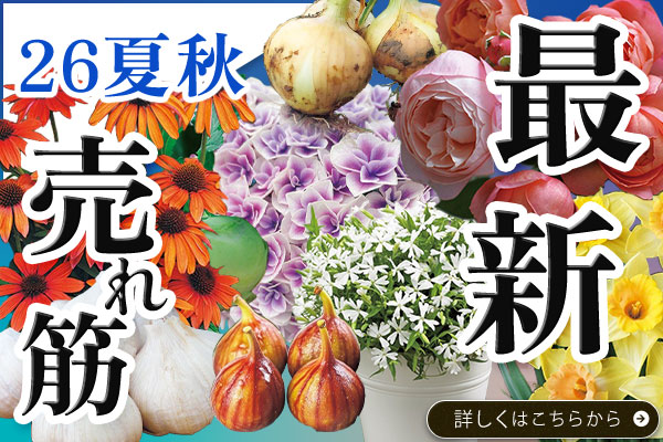 26夏秋最新＆売れ筋
