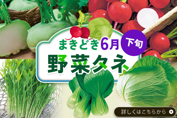 野菜タネまきどき【6月下旬】