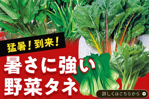 暑さに強い野菜タネ