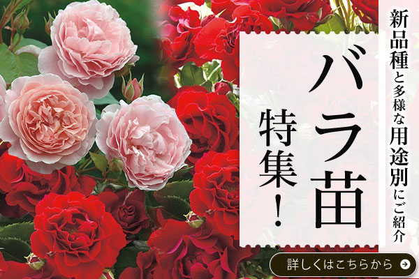バラ苗特集!　