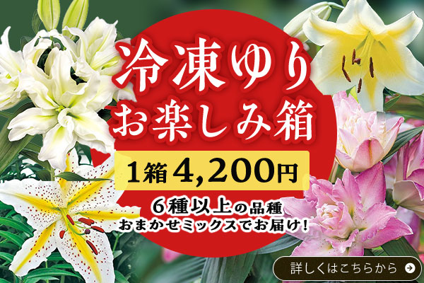 冷凍ゆりお楽しみ箱