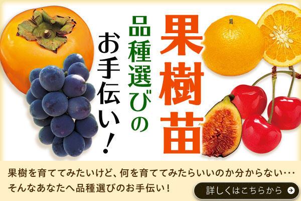 果樹苗　品種選びのお手伝い！