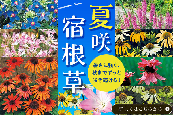 夏咲宿根草