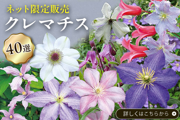 ネット限定　クレマチス