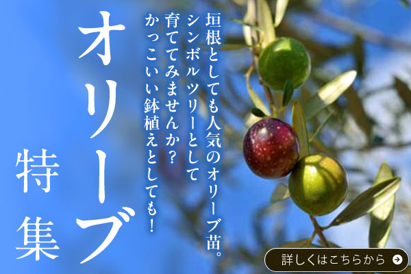 オリーブ特集