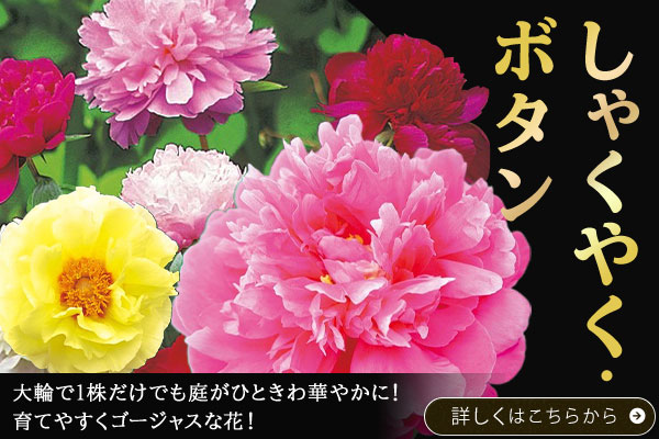 しゃくやく・ボタン
