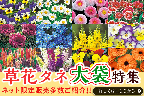 草花タネ大袋特集