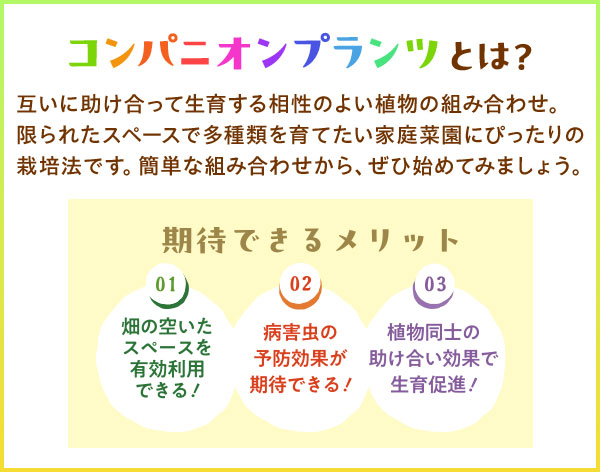 コンパニオンプランツつは？