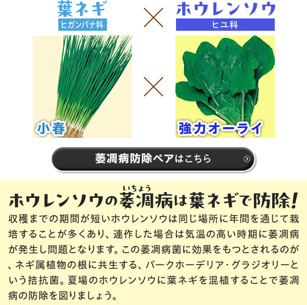 萎凋病防除ペアはこちら