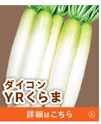YRくらま