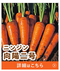 向陽二号