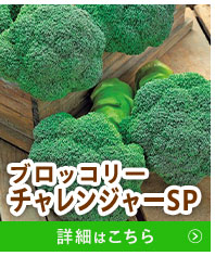 チャレンジャーSP