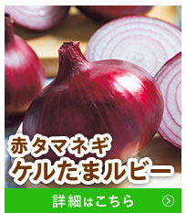 ケルたまルビー