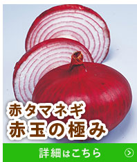 赤玉の極み