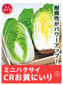 CRお黄にいり