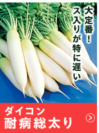 耐病総太り