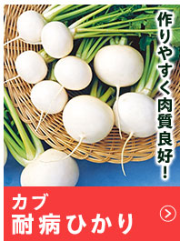 耐病ひかり