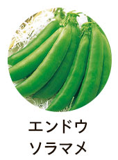 エンドウ・ソラマメ
