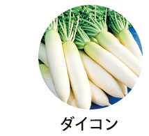 ダイコン