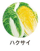 ハクサイ
