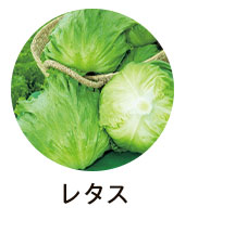 レタス