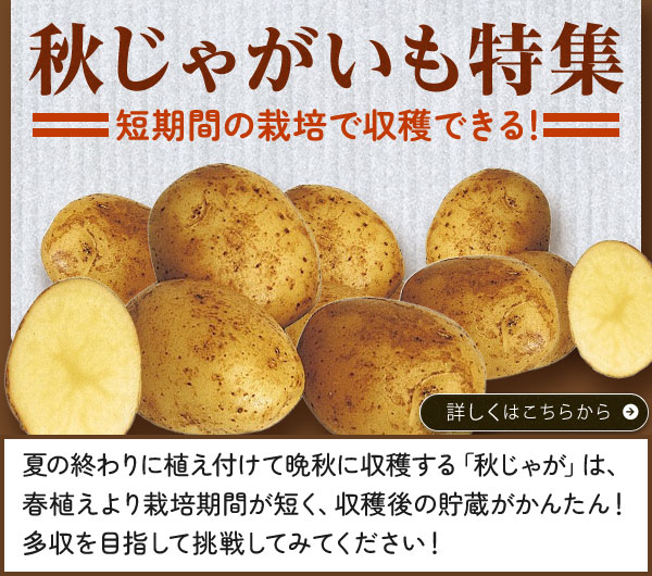 秋じゃがいも特集
