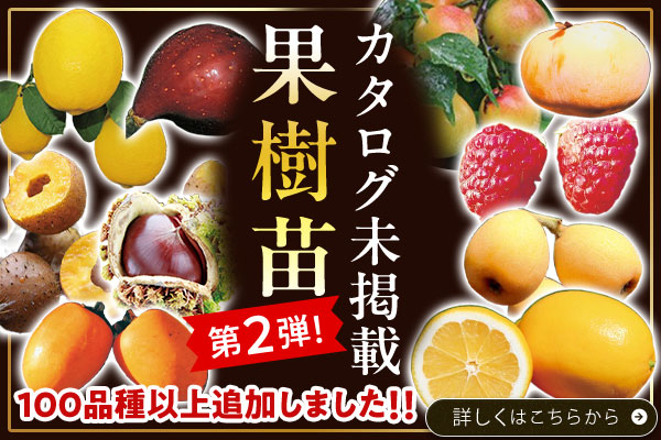 カタログ未掲載【果樹苗】第2弾!