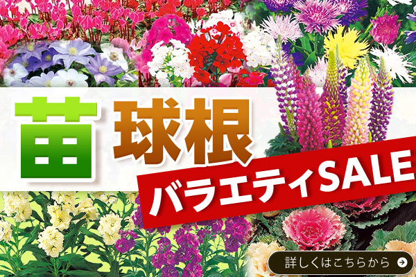バラエティセール
